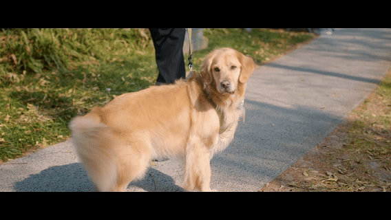 养宠人最共情的一集 谁懂养宠人的共鸣！狗狗暖心神助攻，把缘分焊死在一块，甜蜜又戳