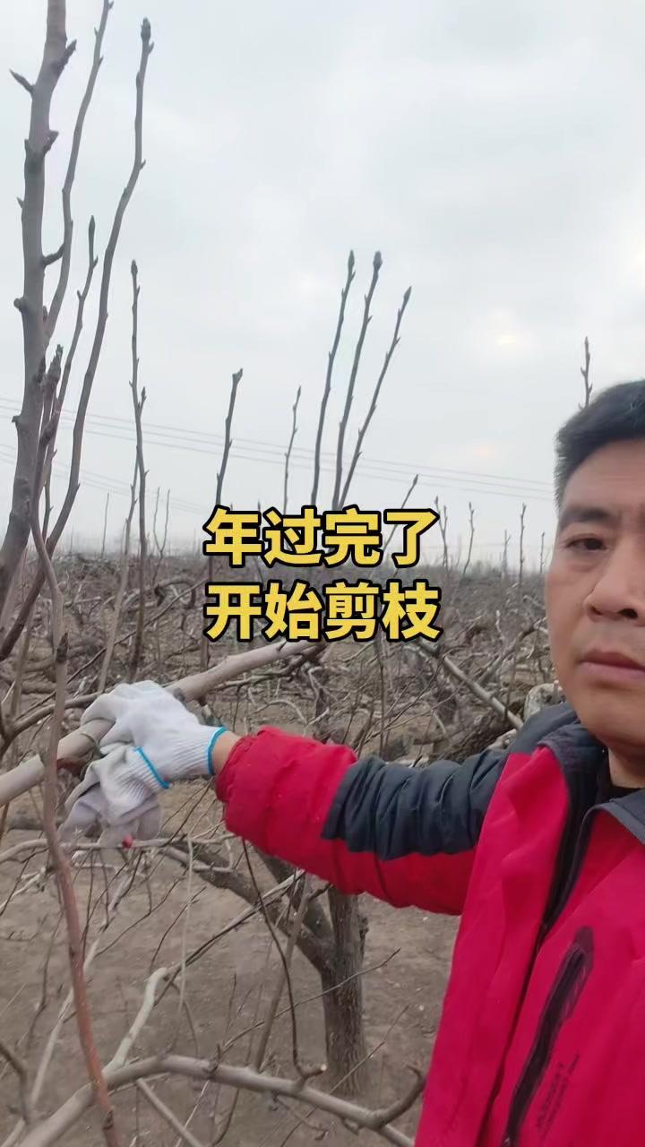 今冬回暖不寻常？🌡️往年剪枝冻得手发红，今年温度高得反常，连剪刀都没捂热，进度