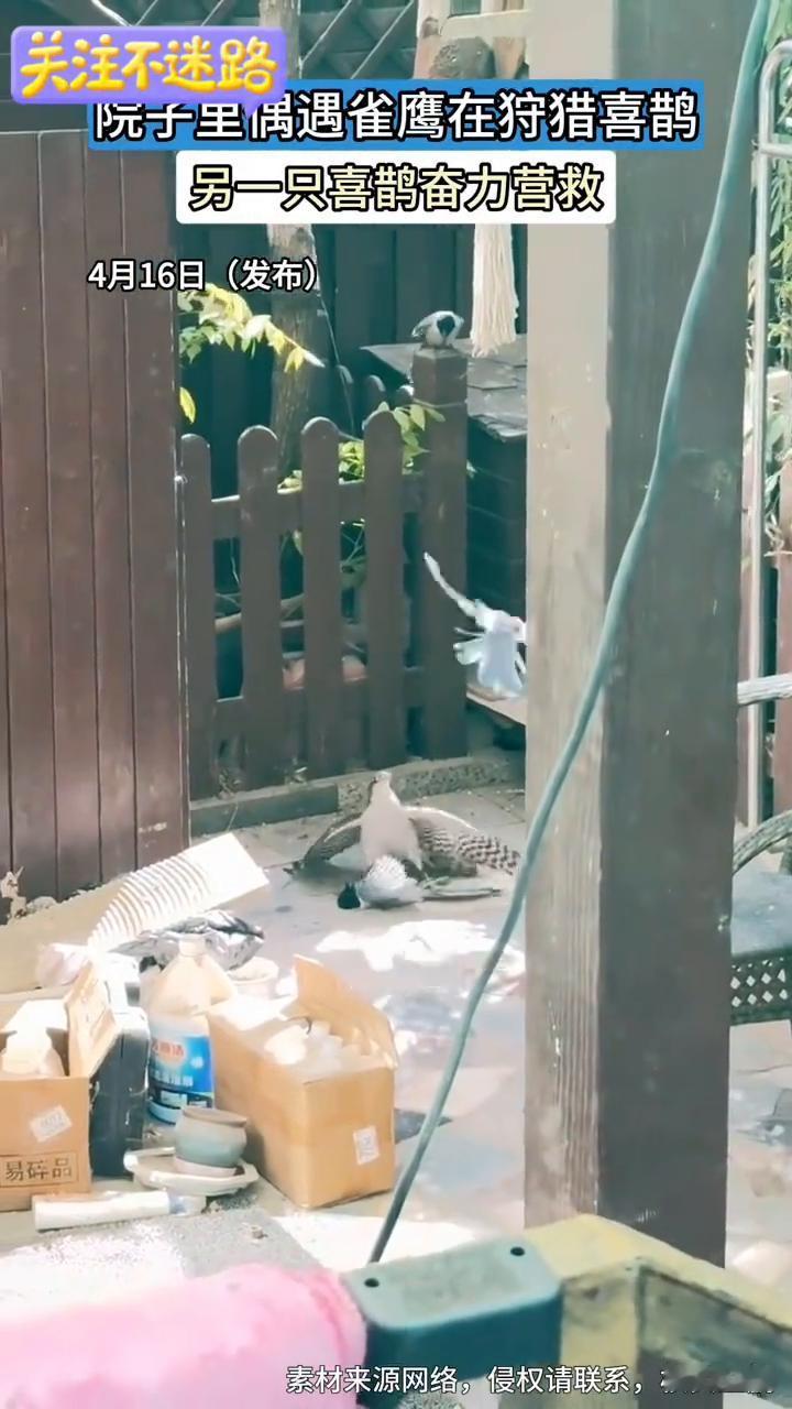 院子里偶遇雀鹰在狩猎喜鹊，另一只喜鹊奋力营救。
4月16日(发布)。
素材来源网