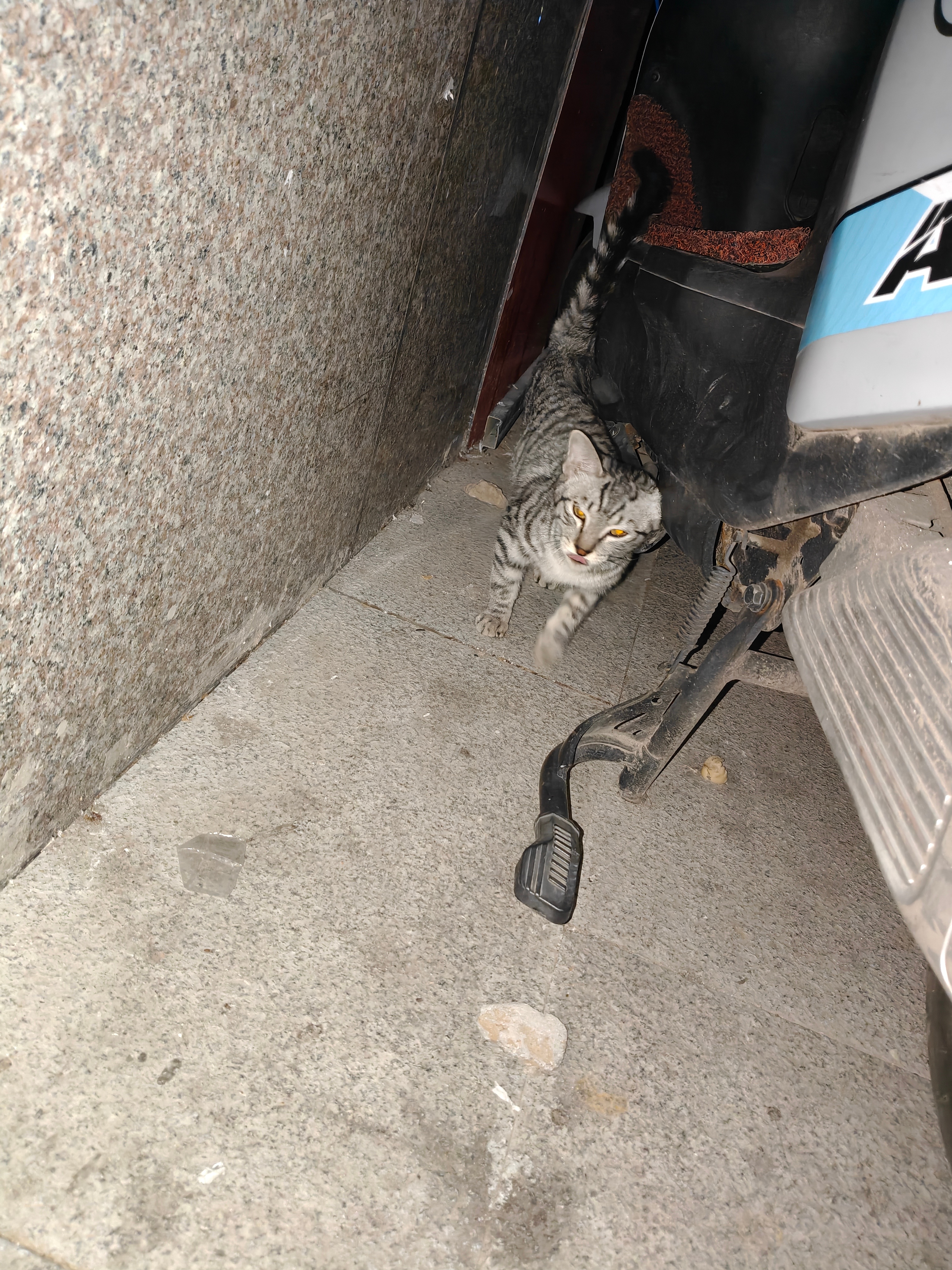路边发现一只怕人猫，想尽了办法它也只是躲着我...... ​​​