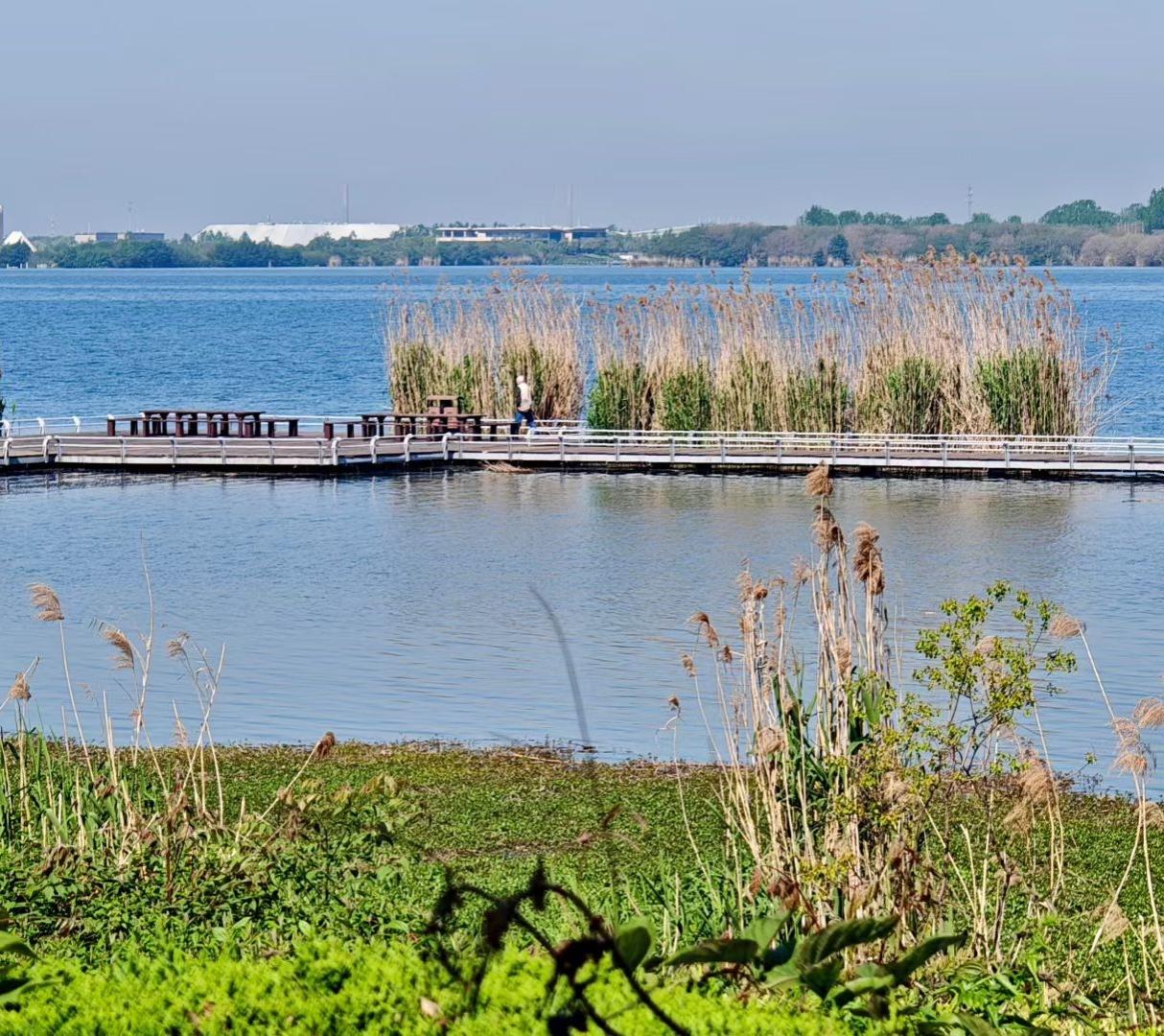 分享你随手拍的风景春日的湖边，芦苇刚抽出新绿，风把湖面吹得波光粼粼。栈道上的身影