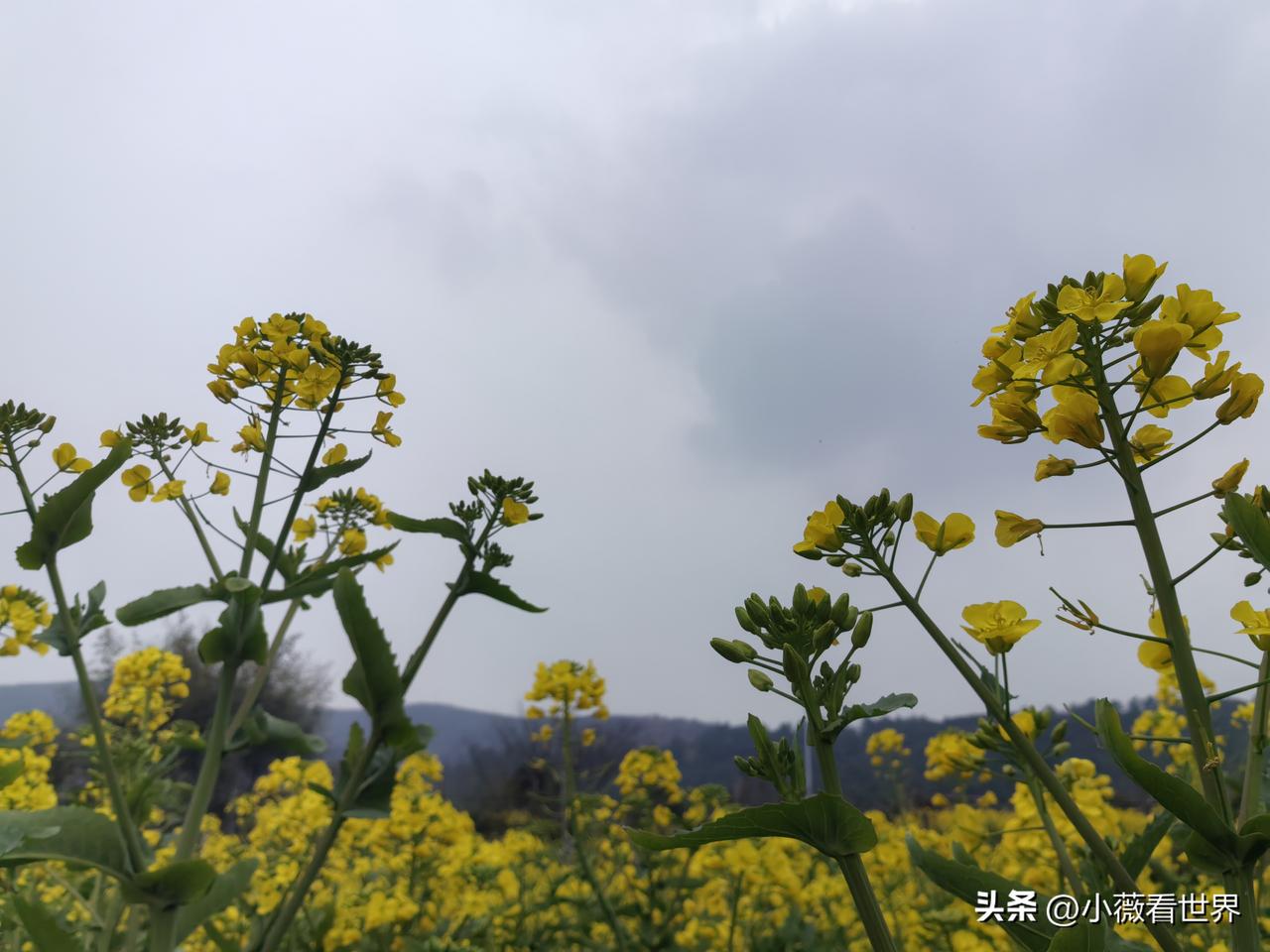 这好像吃了个苍蝇一样，还没法怪她，唉……

晚上，发小英英突然就发了一个朋友圈，