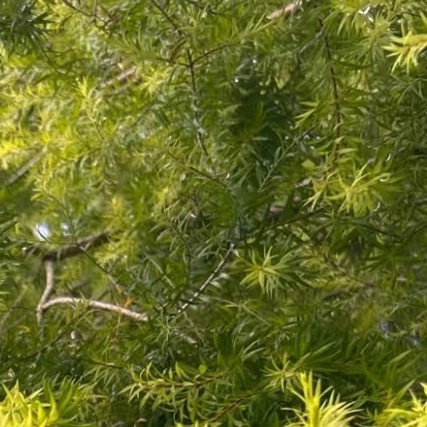 黄金香柳（千层金）种植：1、光照：喜光，每天需6-8小时直射光，光照不足叶片易变