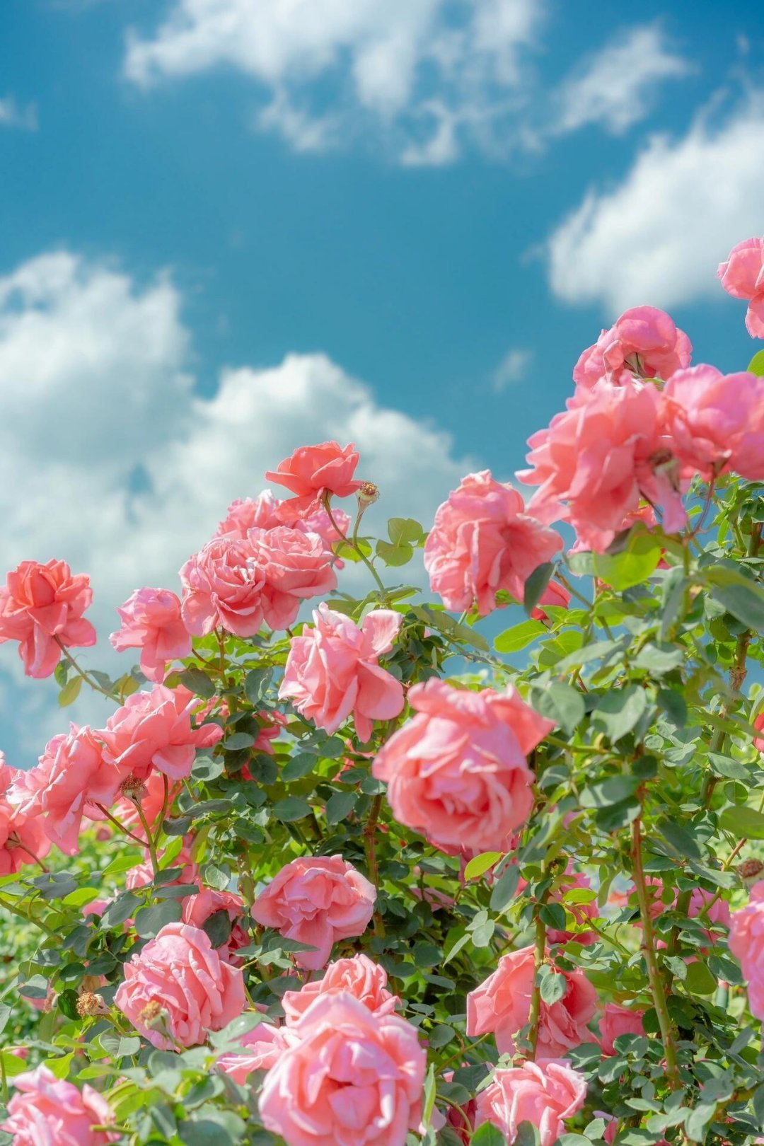 4月草木中都是思念 最美人间四月天，承载着很多人的思念 