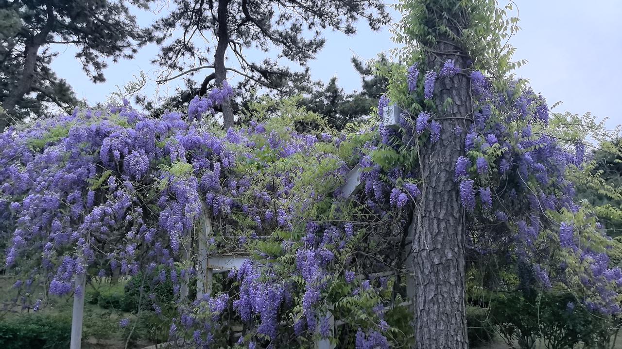 蒋勋：《红楼梦》里的真爱
蒋勋：在人世间，一个人充满缺点，你仍然爱他，这才叫爱。