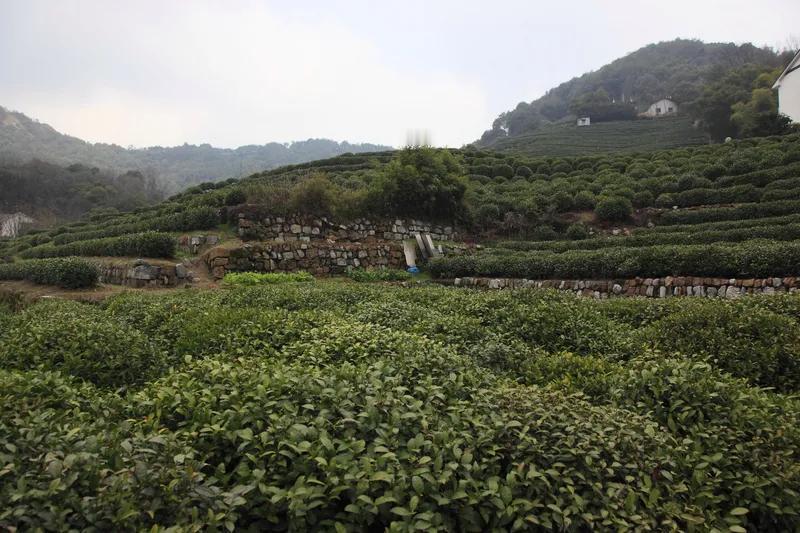 龙井。中国是龙的传神，应是与龙有关的茶。