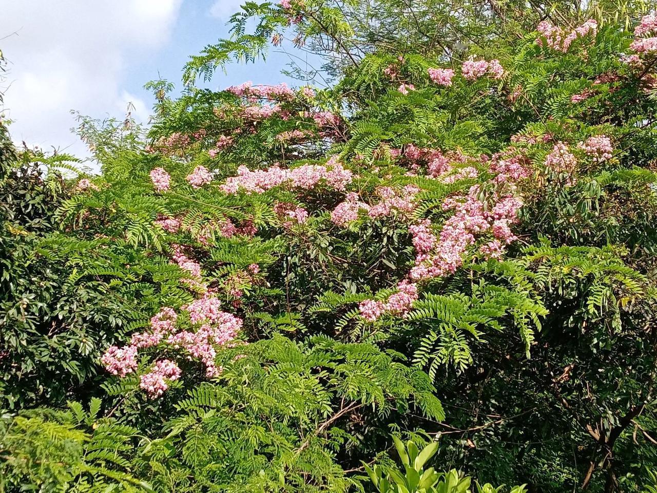 炎炎夏日中一道亮丽的风景！
（摄于深圳龙华区福城街道茜坑绿道）