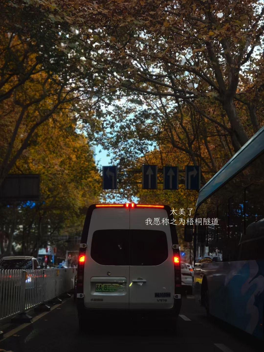 梧桐隧道秋色浓，车影摇曳入画中。