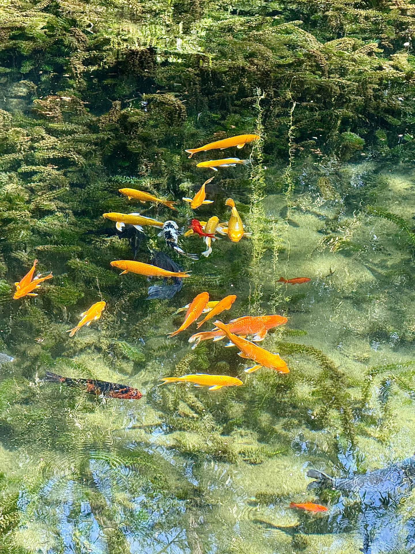 济南的泉水好清澈…