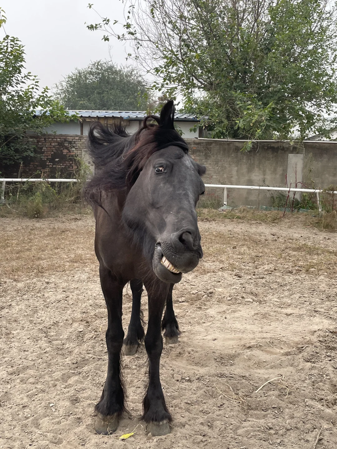 芝芝出差回来了