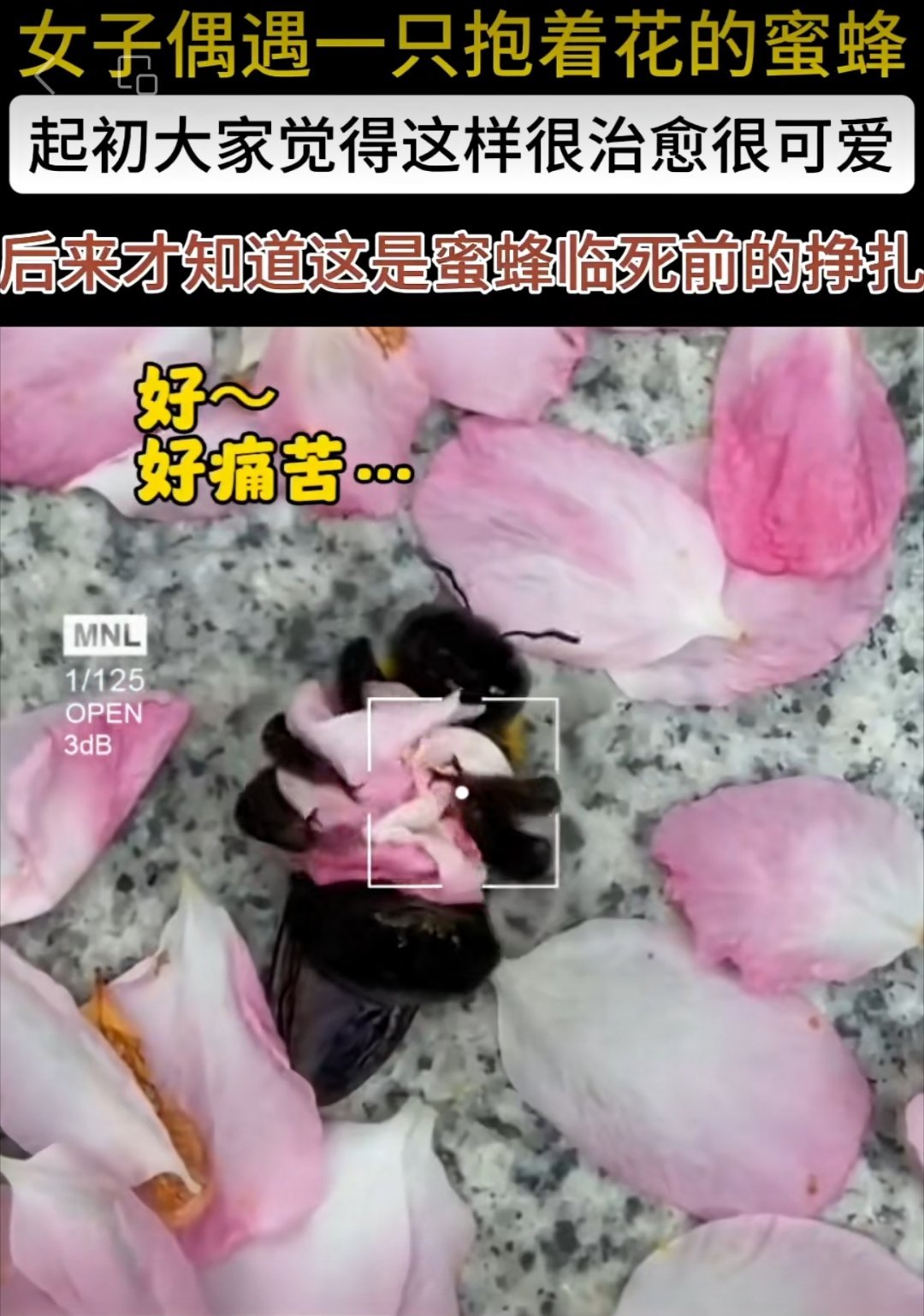为什么我对一只蜜蜂的死亡都会感到难过？因为看到了我们牛马的一生。 