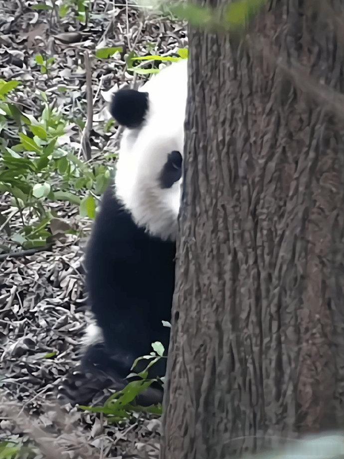 刷到熊猫花花打招呼  请不要无视 