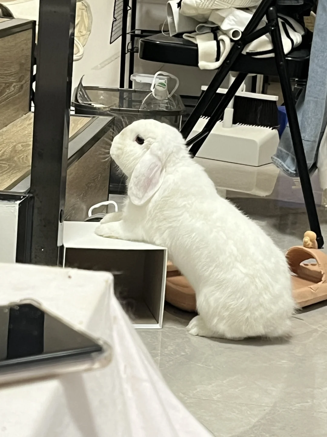 小铃铛🐰｜让我👀
