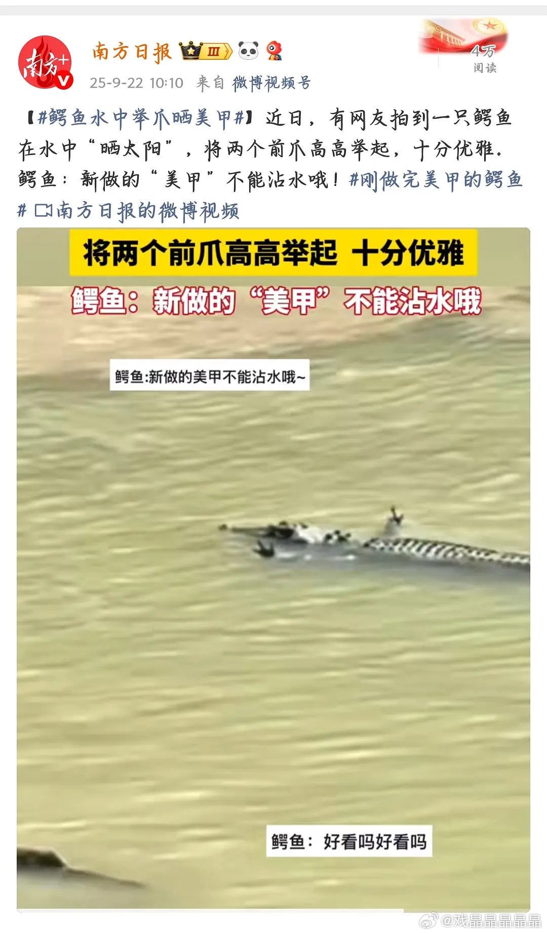 南方日报皮下好皮啊！鳄鱼肉可以治哮喘病，很多哮喘病人家里会买鳄鱼肉干煲汤喝。 ​