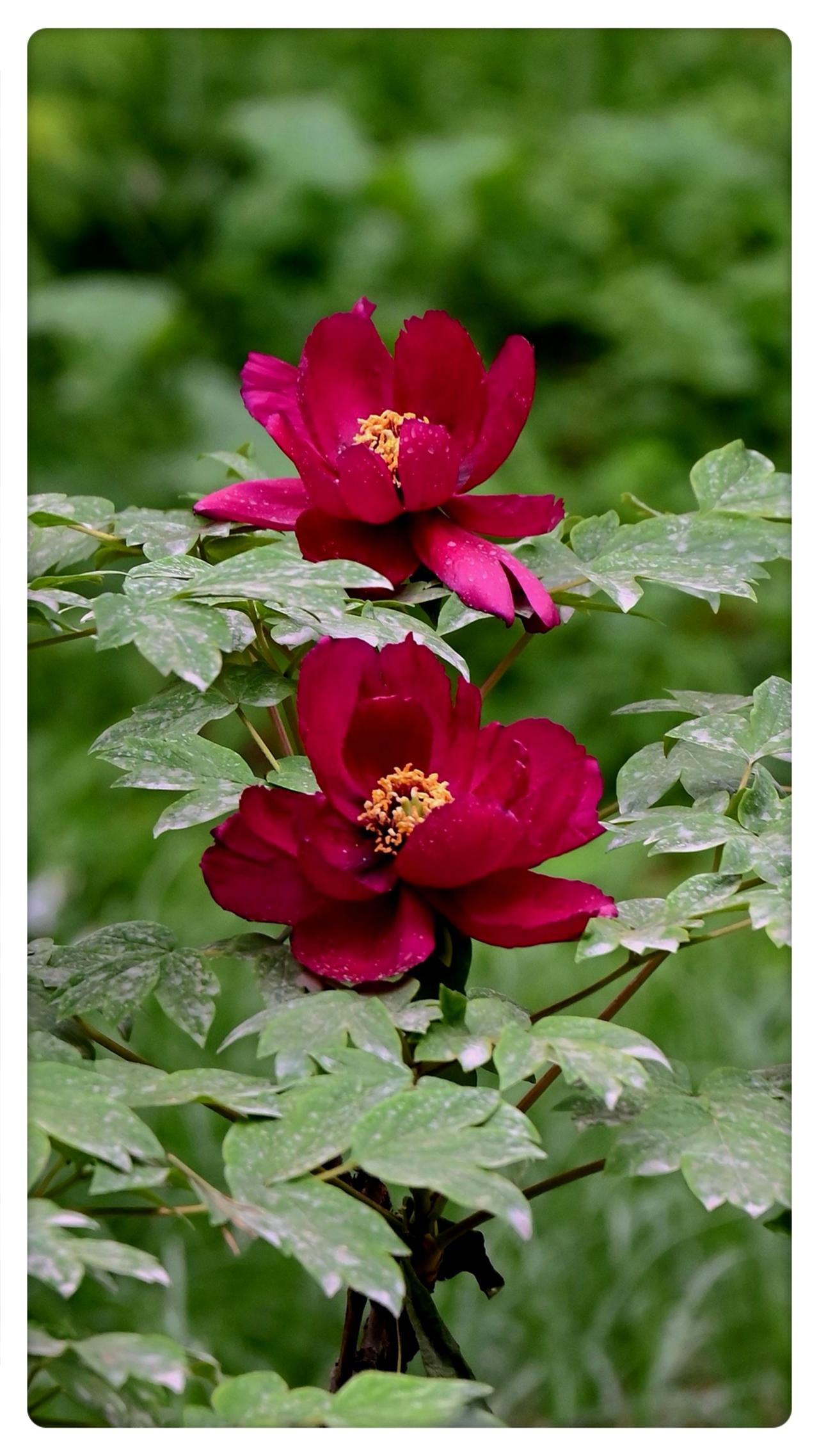 景山公园芍药花