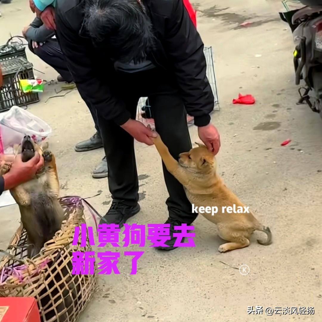 农村的狗市上，一只小黄狗被顾客选中了，当顾客查看另一只小狗时，小黄狗抱着主人的腿