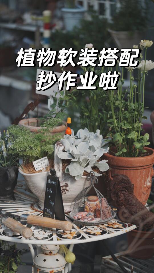 园艺｜植物软装搭配抄作业啦！！！（江浙沪）