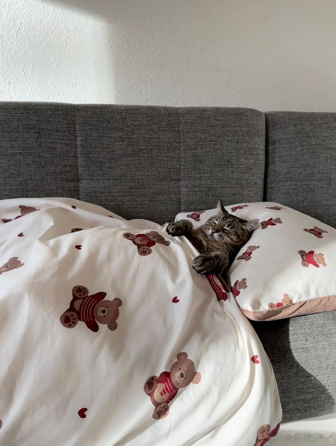 emo猫不想出被窝☀️cr：stephania_girlcat ​​​