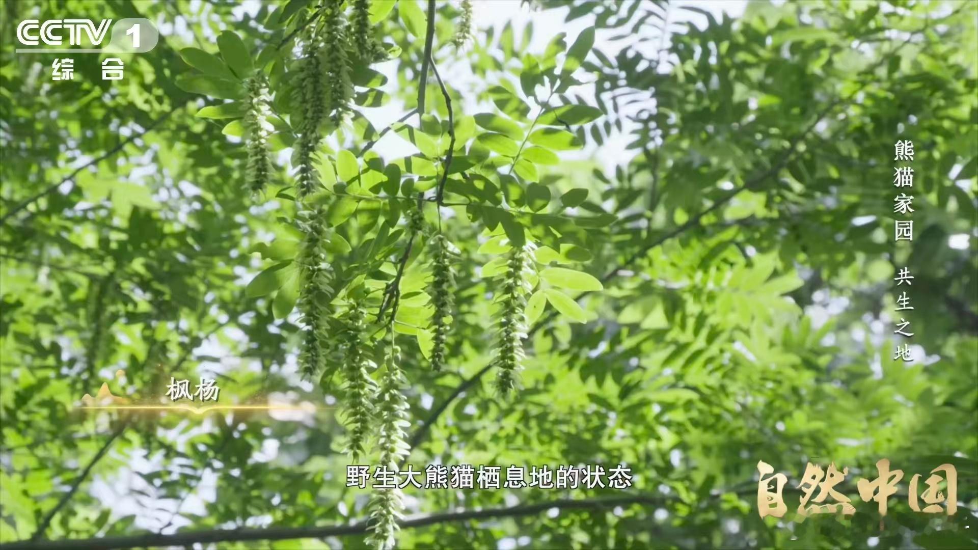 原来大熊猫不喜欢竹林疯长到疯长的竹林对熊猫是甜蜜负担😮，高密度竹林会影响它们穿