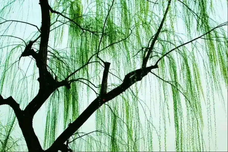 晚安，三无量。梨花院落溶溶月，柳絮池塘淡淡风。 