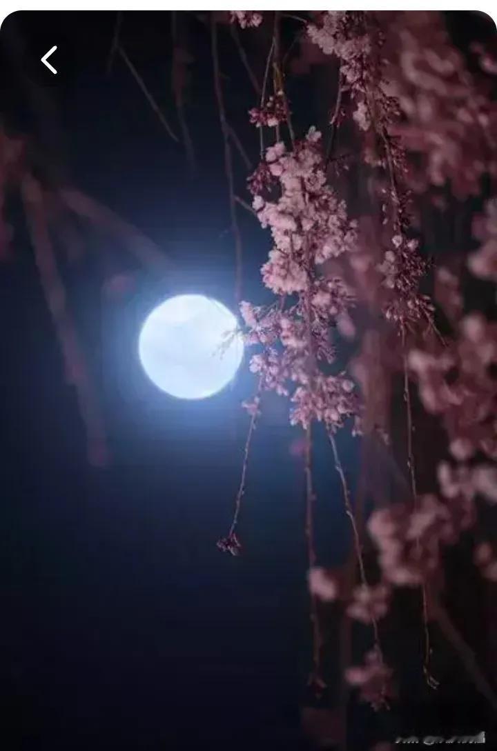 #留下一句你觉得最孤独的诗#行走夜月下，蛙虫互咕呱。回见身后影，驻足听他话。