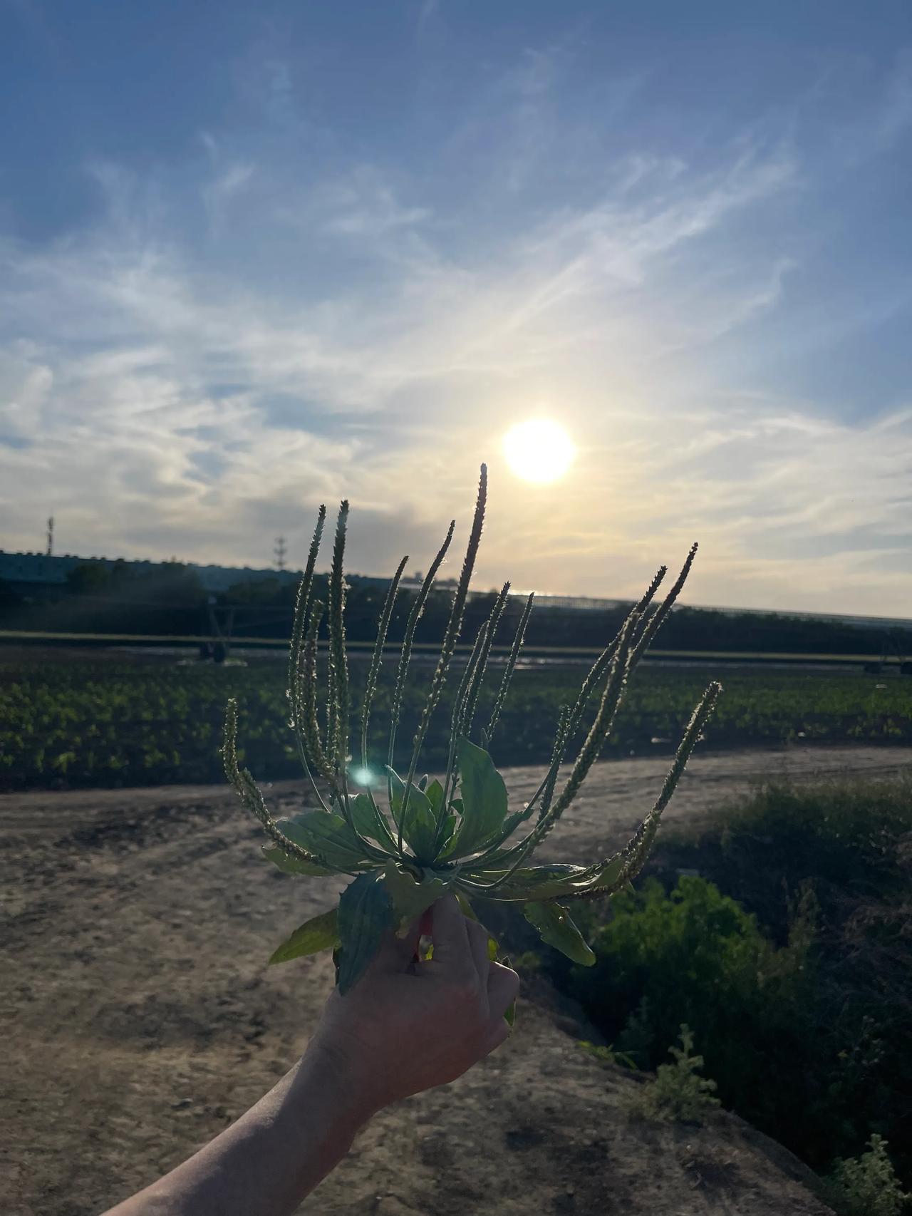 关于生草药，曾以一味野菊花治愈重症口唇疗：一位三十岁左右的男性，鼻旁生一小疖，一
