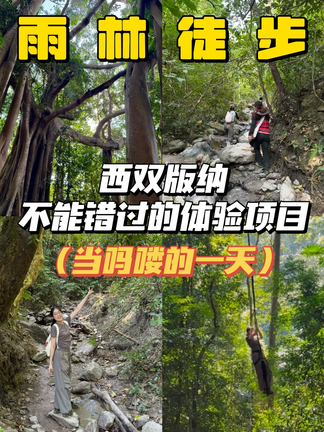 📍西双版纳｜雨林徒步超全攻略‼️一定要看👀