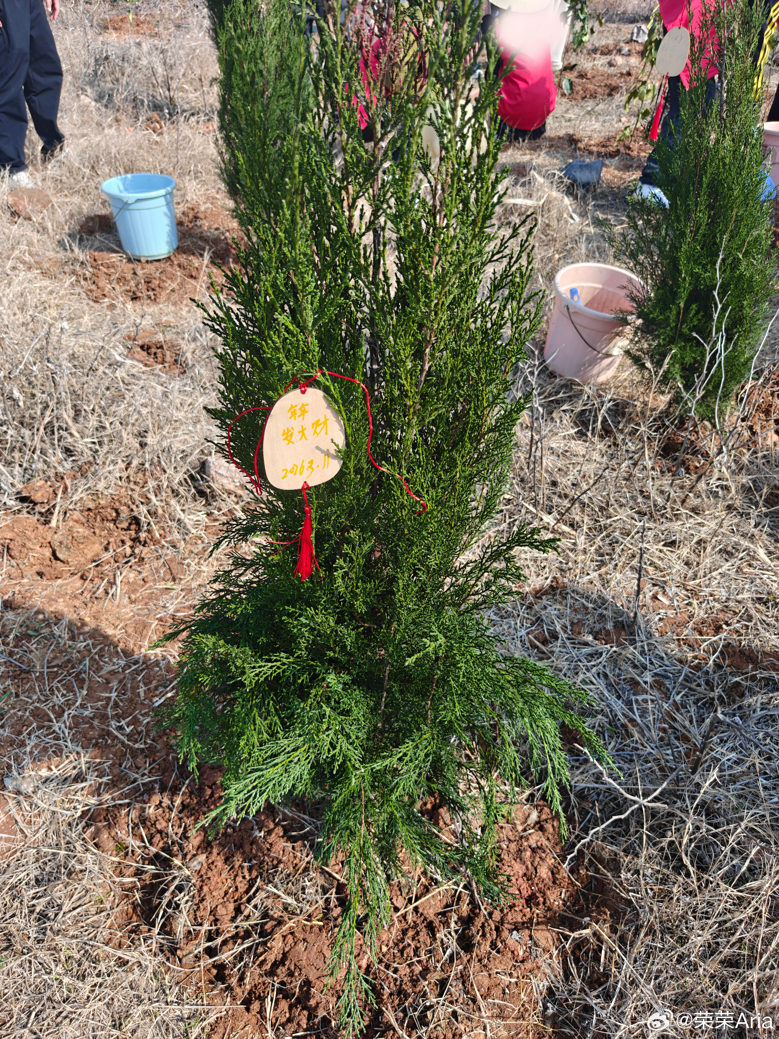 单位组织的植树活动 