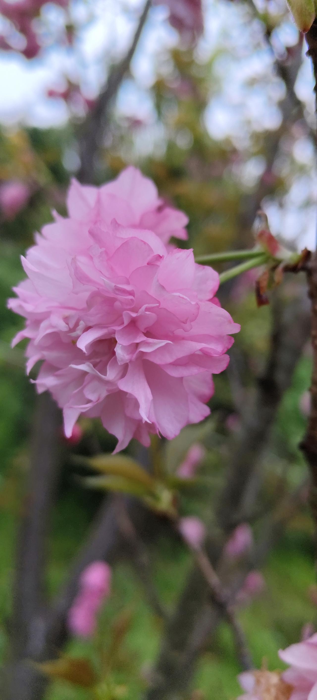 夫妻过了60岁切记同住！不是谈情，是保命！分房睡的代价太大
 
少时共枕是情分，