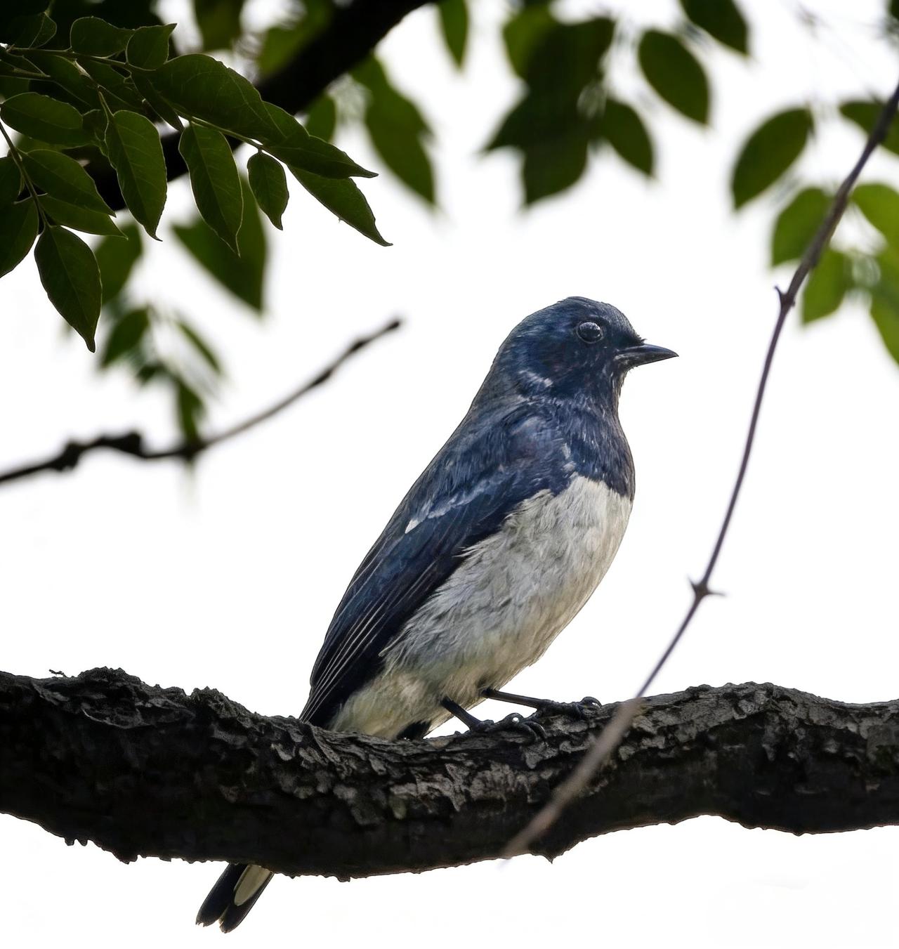 今天浔峰岗多人追逐的白腹蓝鹟