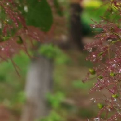 合欢树，还没有开花，哇，今天下雨，雨滴落在上面，晶莹剔透的，太美太美太美了 东莞