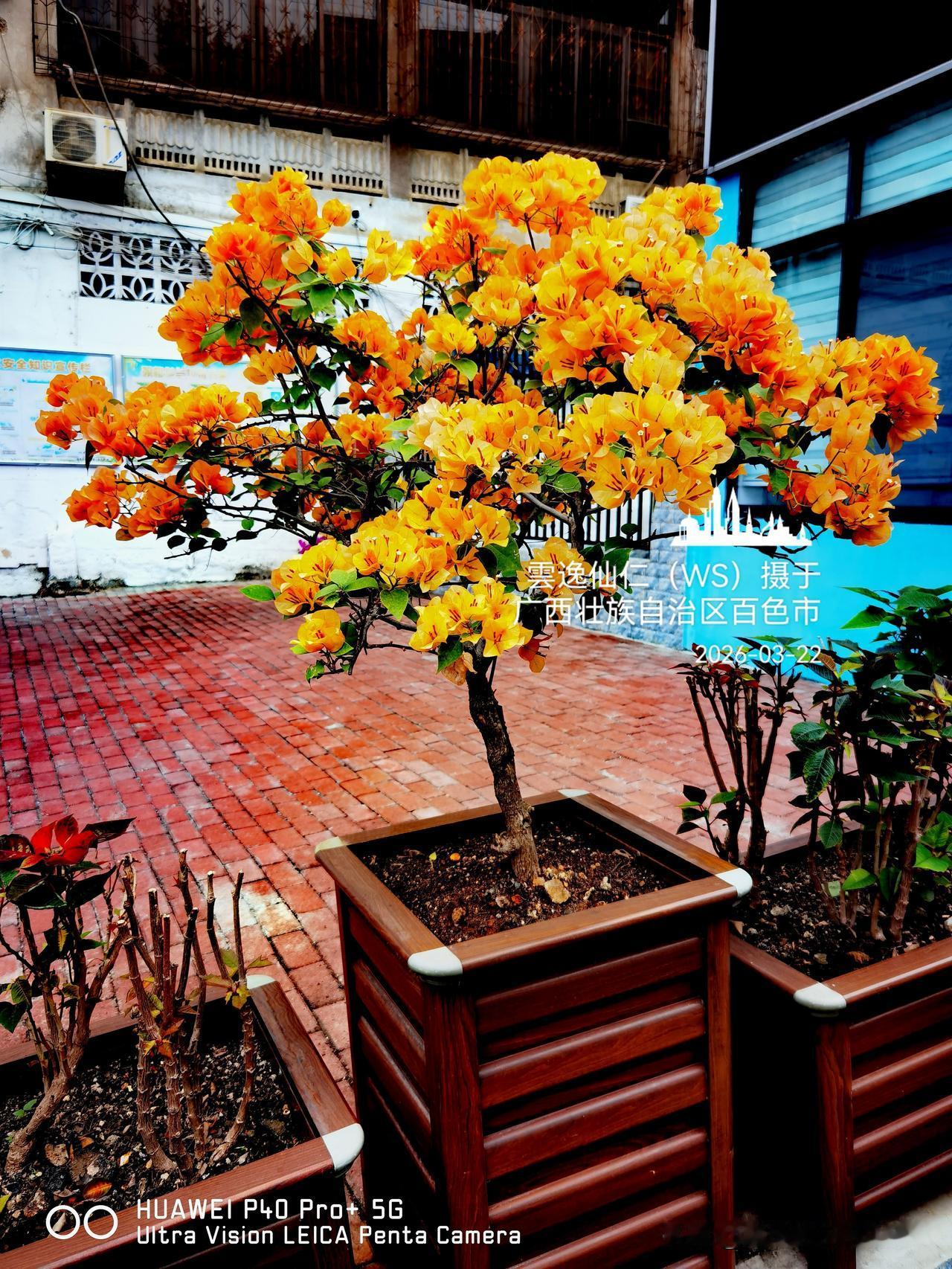 旅居生活记录（9428）广西壮族自治区百色市（113）花儿随拍13：黄三角梅、紫