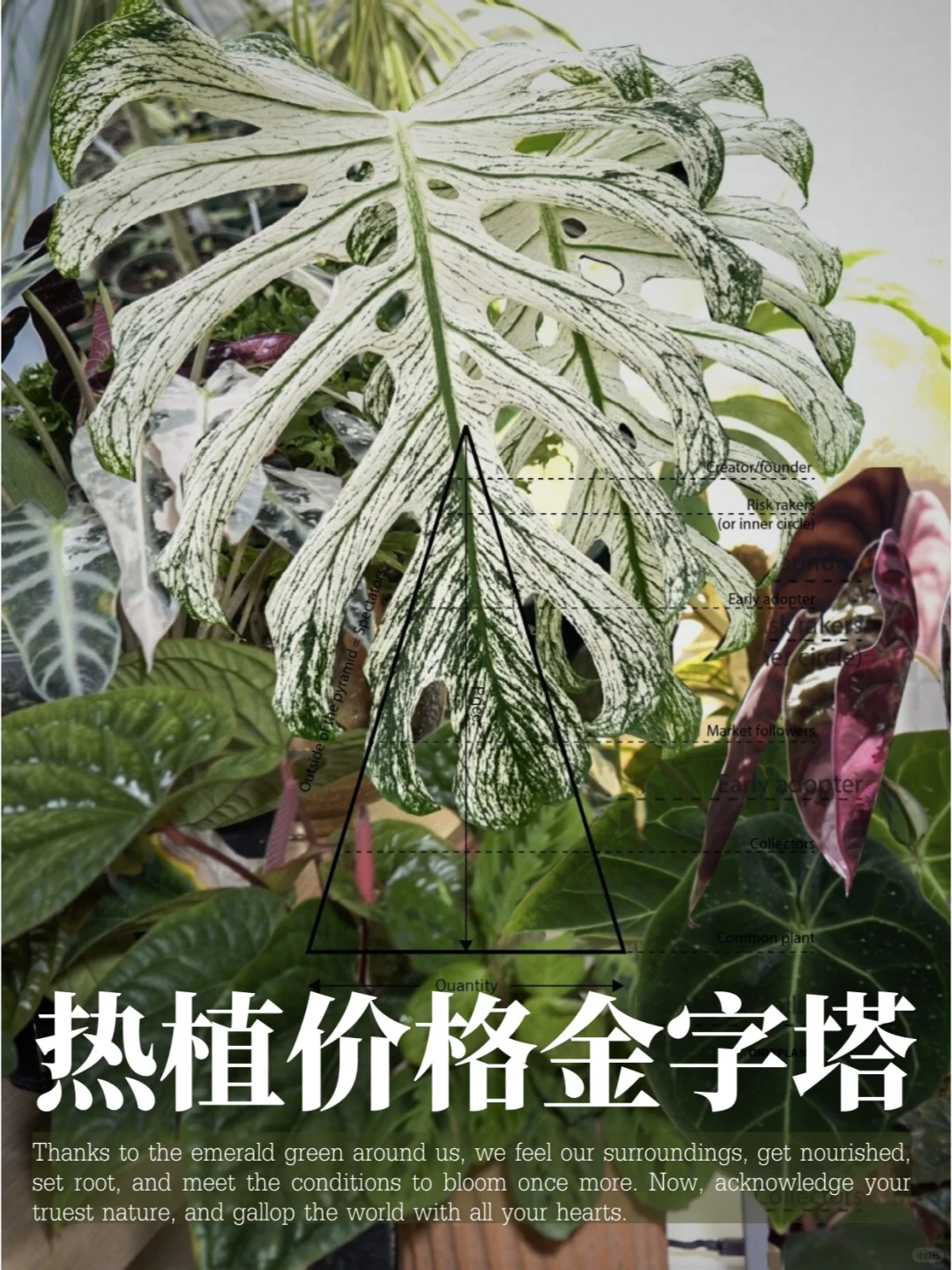 一片叶子几万块？天价热植的底层逻辑🪴