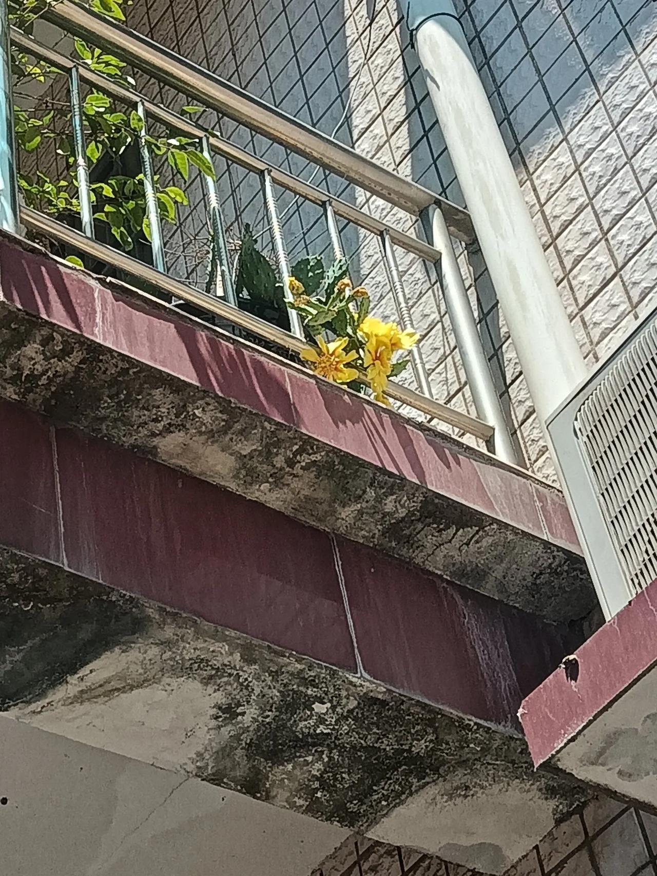 母亲节icon的今日，一家人在父母那儿团聚，恭祝母亲节日快乐。看到父亲养了几年的