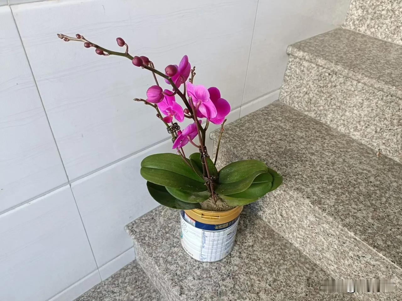 大家都说那个花叫蝴蝶兰兰花，都说它难养，可是为什么我老公说它好养呢？
而且它连个