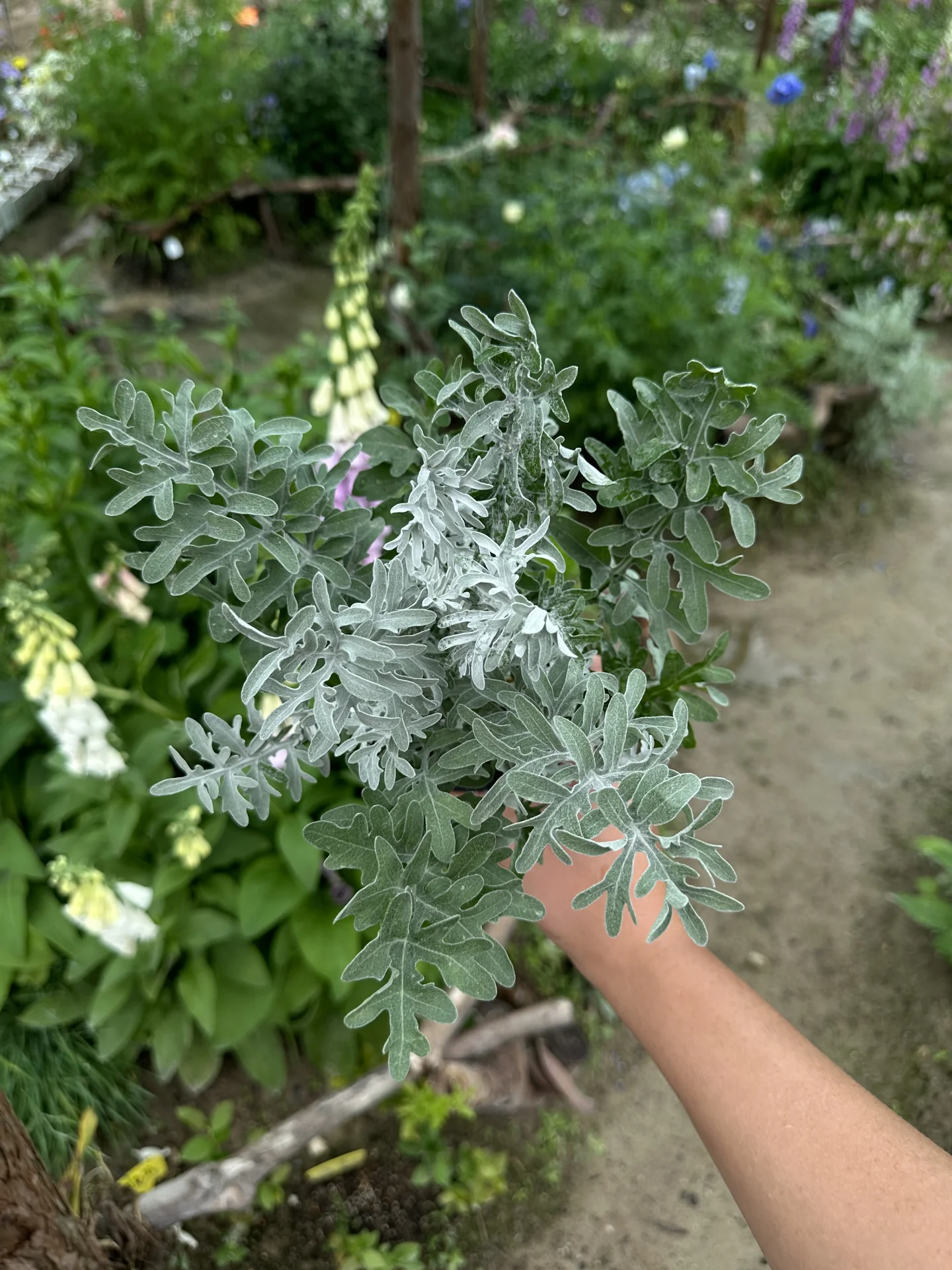 银叶矢车菊