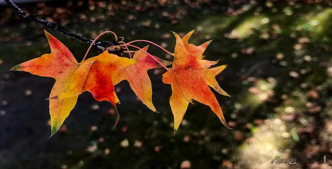 （原创）
秋意袅袅  枝头上那如丹的枫叶🍁 宛如灵动的火焰精灵  燃尽了季节的