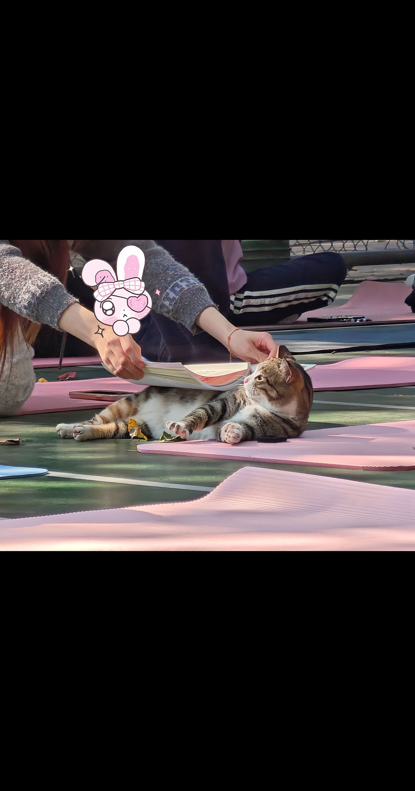 小猫我也要背书吗 ​​​