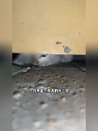 墙体夹缝困奶猫七天！仅3厘米求生缝隙，弱小生命拼尽全力求救

近日成都一居民家中