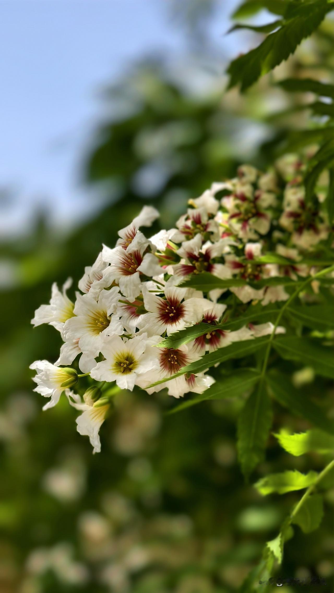 我是去五塔寺，听说五塔寺有一棵文冠果树花开的不错。
的确大大一棵树，满树花开。只