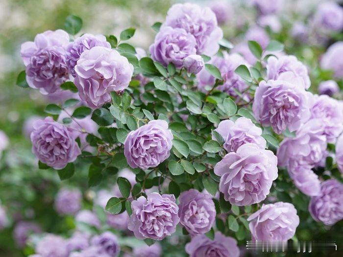 这朵蓝色阴雨月季快开花了，
玫粉色的花苞翘首以待。
盼着它开花的同时，
我有些纳
