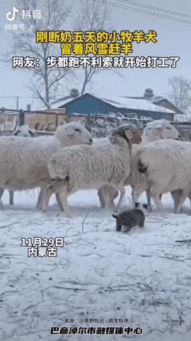 内蒙古草原上，走路还走不利索的小牧羊犬，小短腿踩在雪地里都看不到腿了，它还是一跳