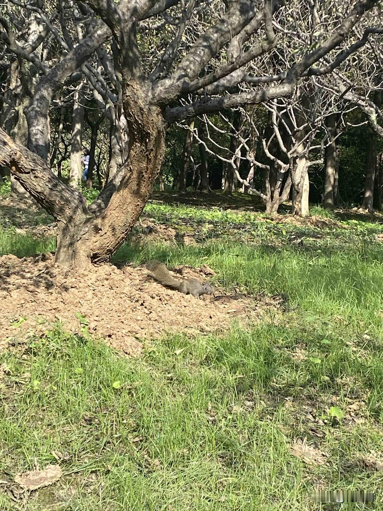 我的最高展现量的，好像上百万了，阅读量是几十万。

虽然坚持几个月了，只有那么一