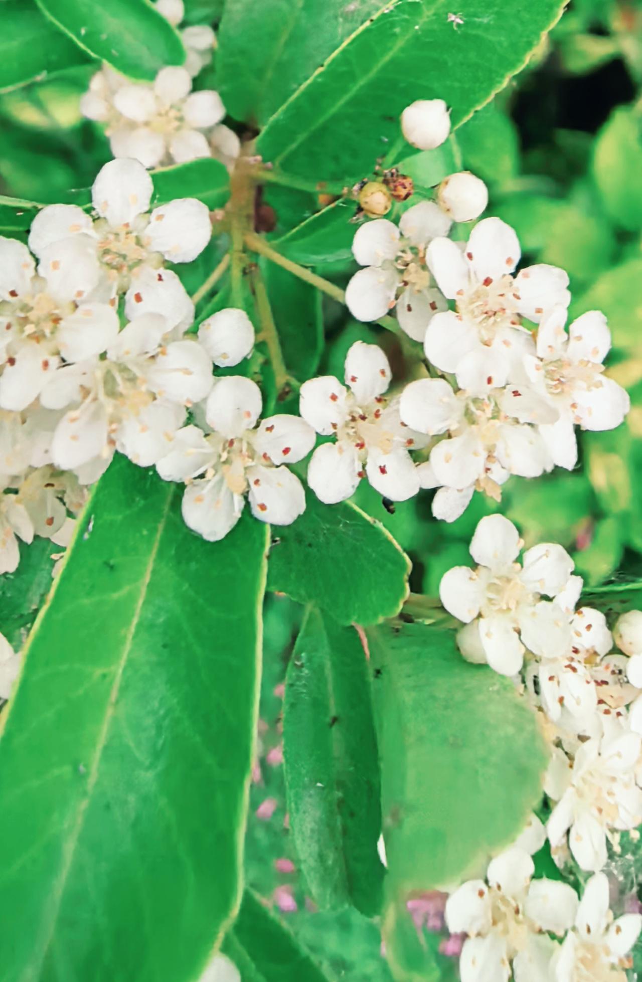 不与牡丹争艳，不向玫瑰借香，却用最朴素的绽放，把春天的温柔说给风听。生活有时也是