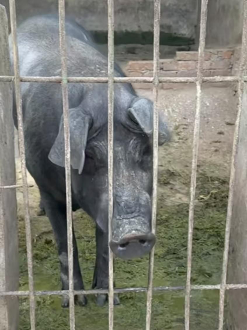悯猪
污身垢面食糠糟，
圈里生涯困似牢。
体壮终为餐桌肉，
可怜命定受屠刀。
