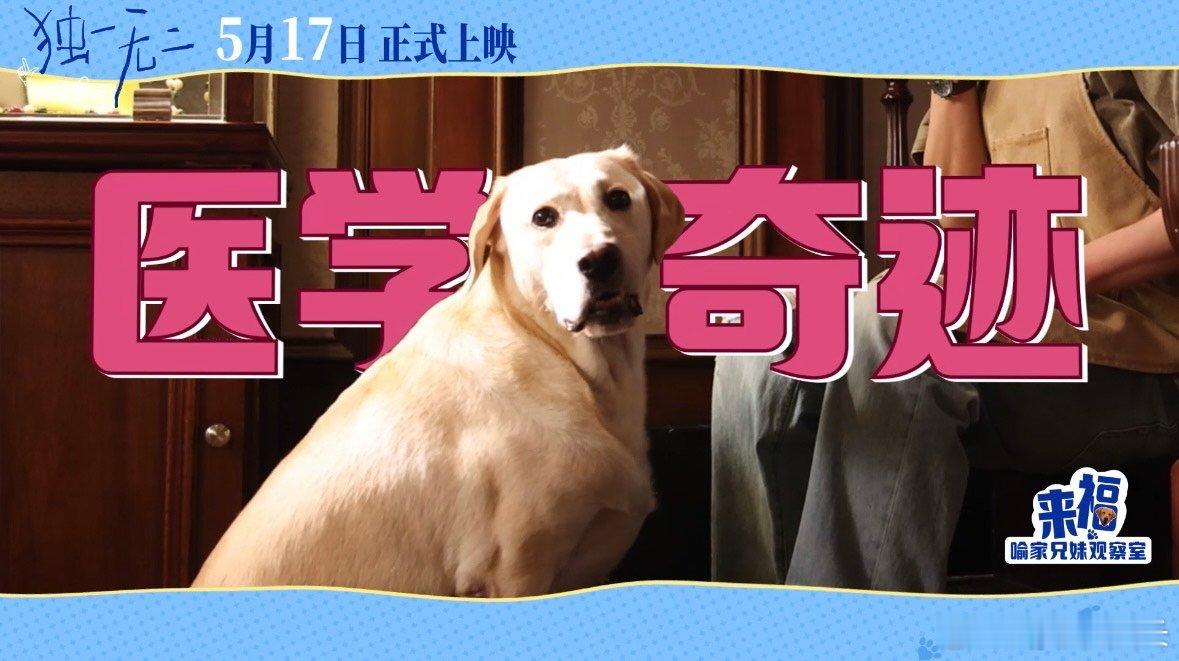电影独一无二特辑真正的狗pro谁懂有个爱吃瓜的兄妹是什么体验！《独一无二》里，张