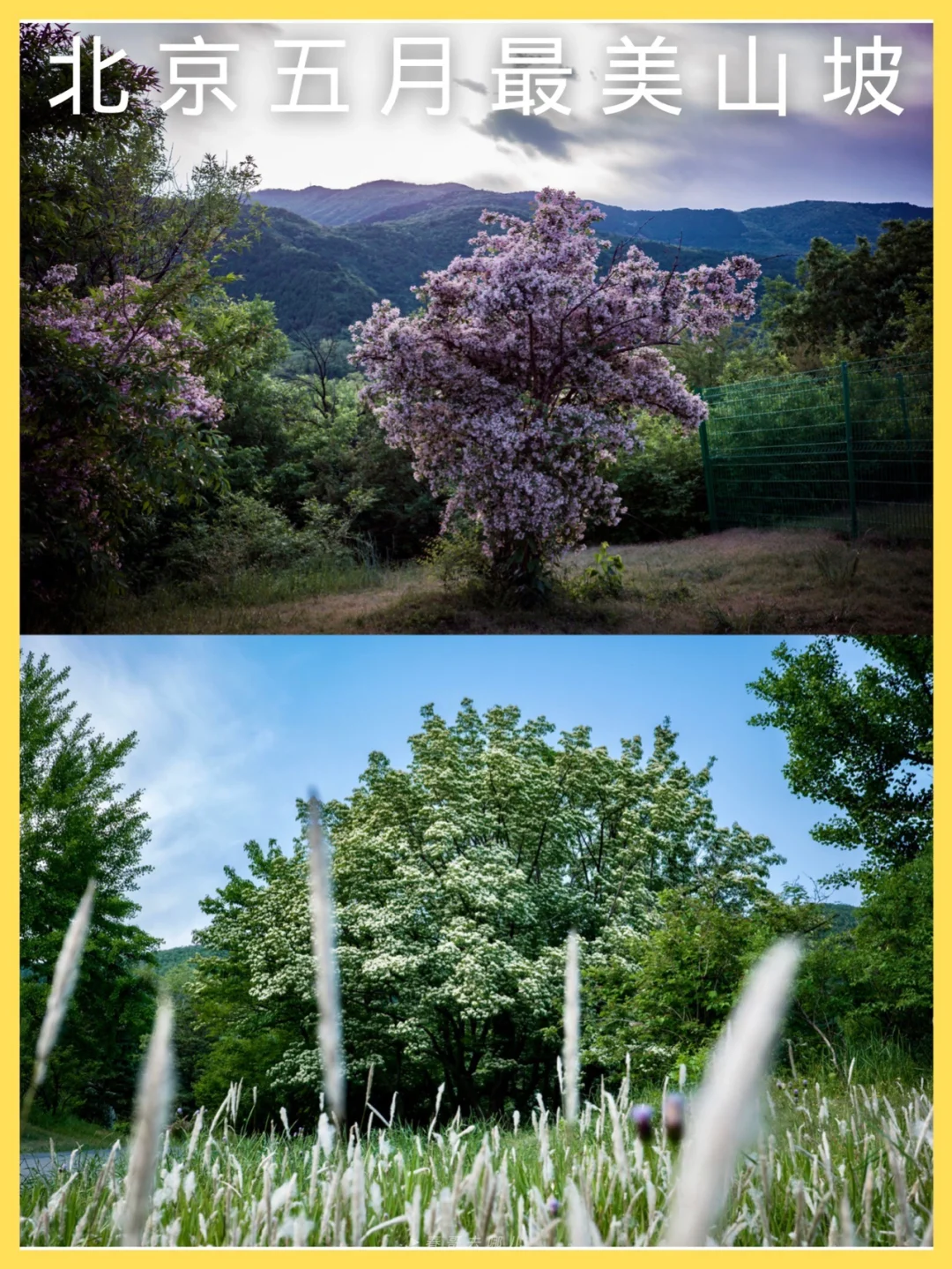 五月繁花山坡，就藏在国家植物园的角落里！