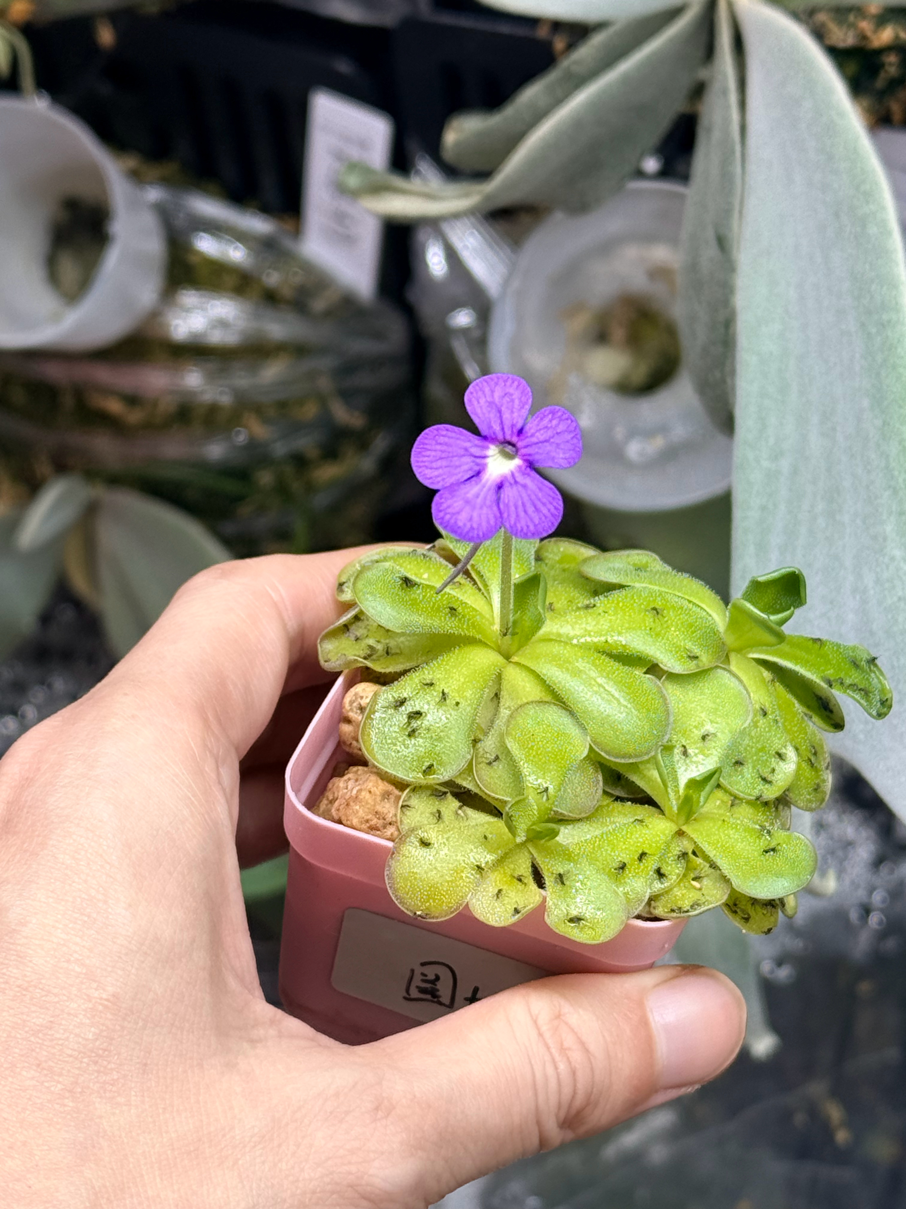 虫虫吃饱了 就开花了  ​​​