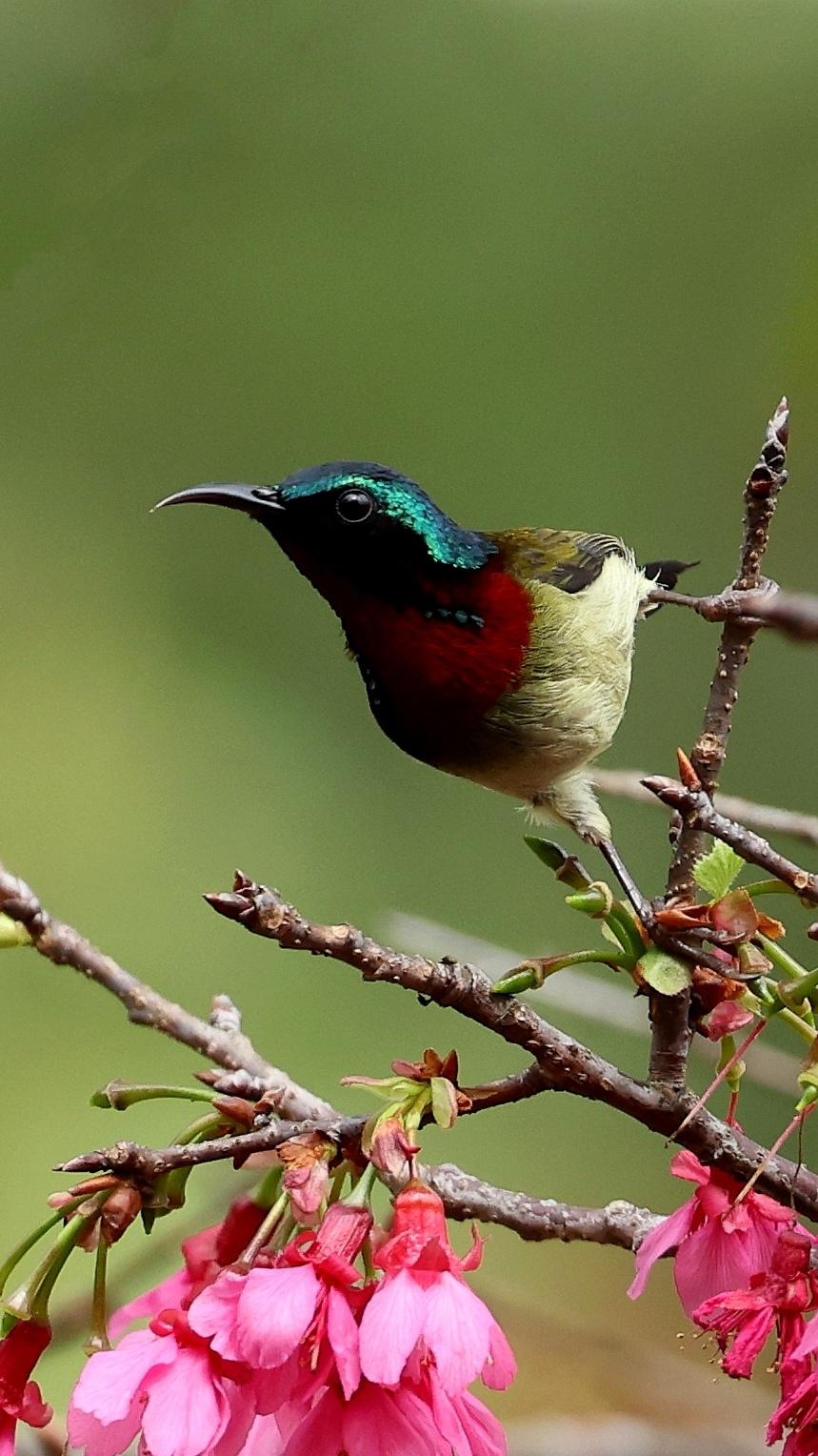 野生鸟类原创摄影 春暖花开奔你而来 我的摄影日记