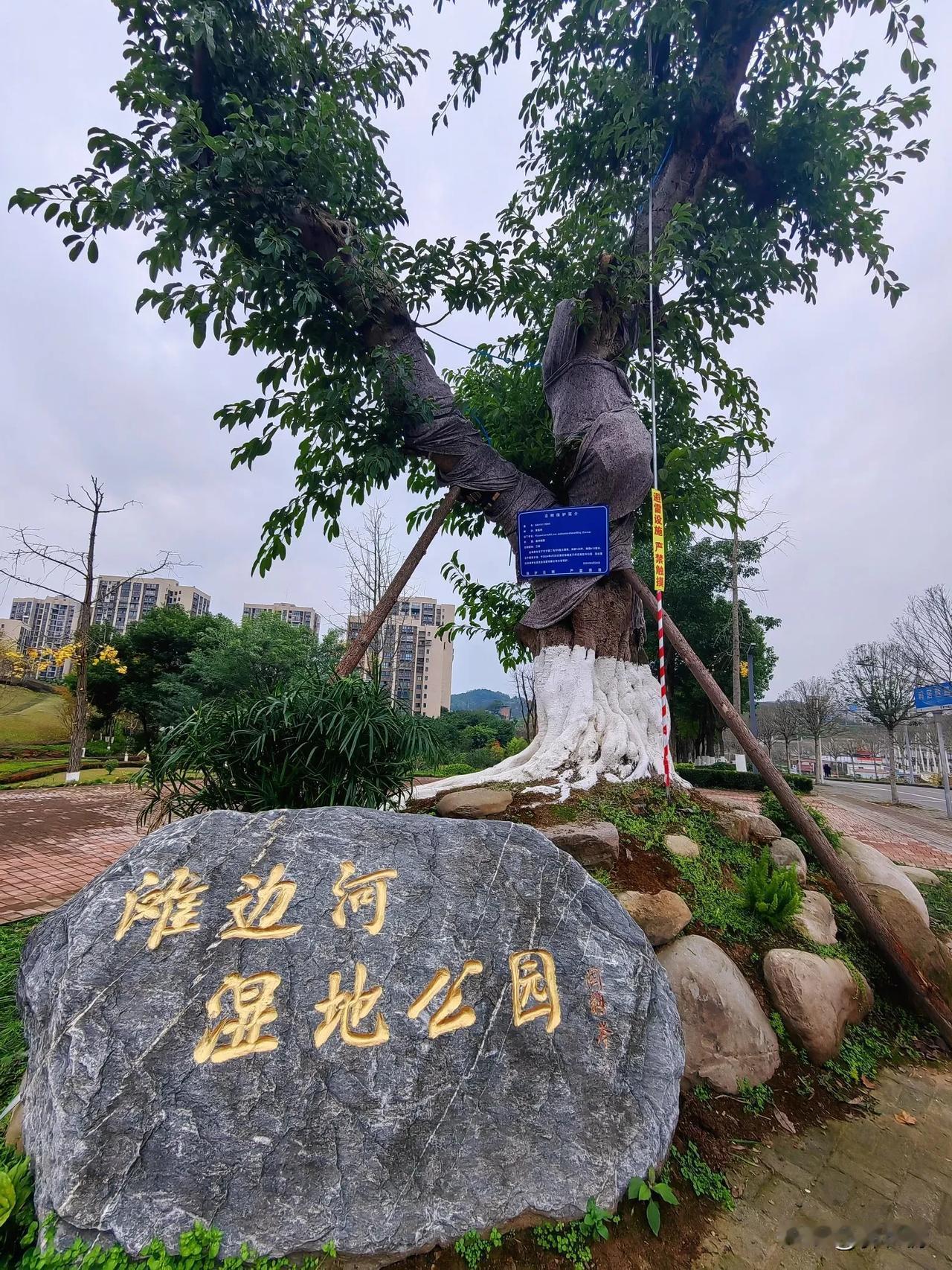 寒冷冬天，万州区滩边河湿地公园，红黄绿多彩尽染，呈现冬日秋景！